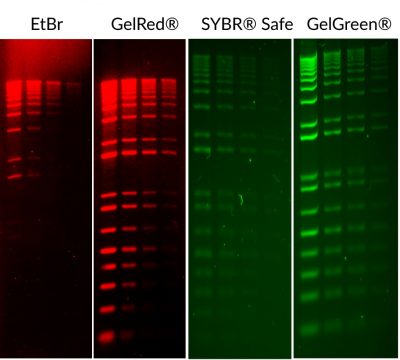 GelRed® Nucleic Acid Gel Stain<svg class="svgicon svg-earthfriendly"><use xlink:href="#svg-earthfriendly"></use></svg> - Image 3