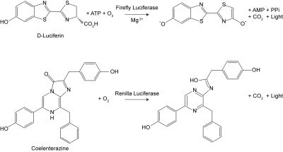 Firefly & Renilla Luciferase Single Tube Assay Kit - Image 3