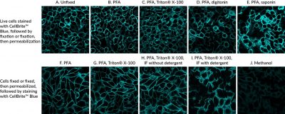 CellBrite® Cytoplasmic Membrane Dyes - Image 10