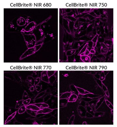 CellBrite® NIR Cytoplasmic Membrane Dyes - Image 2