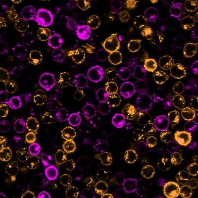 CellBrite® Cytoplasmic Membrane Dyes - Image 7