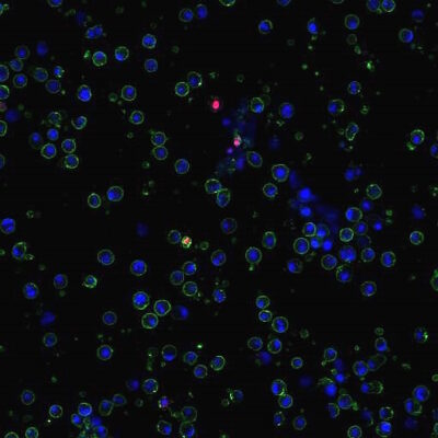 Apoptotic, Necrotic, and Healthy Cells Quantification Kit - Image 2