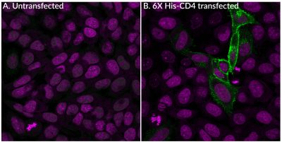 6X His Tag Monoclonal Mouse Antibody - Image 2