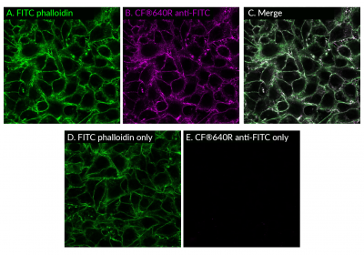 Fluorescein (FITC) Monoclonal Mouse Antibody (1F8.1E4) - Image 2