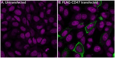 FLAG Tag Polyclonal Rabbit Antibody - Image 2