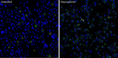 Apoptotic, Necrotic and Healthy Cells Quantitation Kit Plus - Image 2