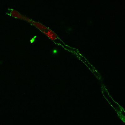 Yeast Viability Staining Kit - Image 4