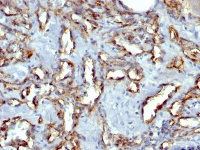 Monoclonal anti CD31 / PECAM 1 (C31.7)