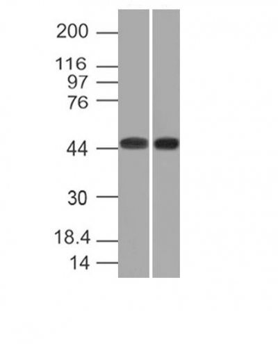 Monoclonal anti CD33 (C33/69)