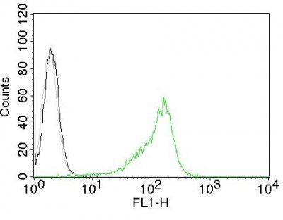 Monoclonal anti Nucleolar / Nucleoli (NM95)