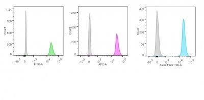 Monoclonal anti p55;50 EBV Early Antigen (1108 1)