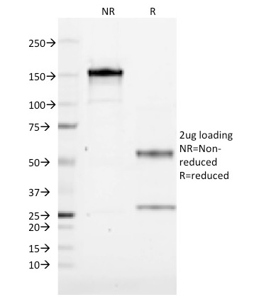 CD19 Monoclonal Mouse Antibody (CVID3/155) - Image 3