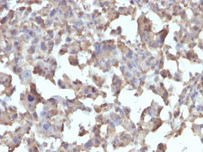 Monoclonal anti CD284 / TLR4 (TLR4/230)