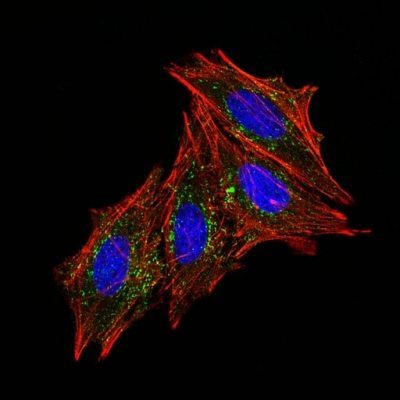 Monoclonal anti CD63 (MX 49.129.5)