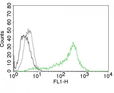 Monoclonal anti Nucleolin (364-5)