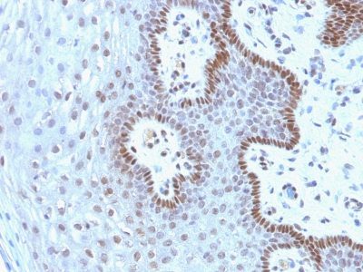 Monoclonal anti c Myc (9E10.3