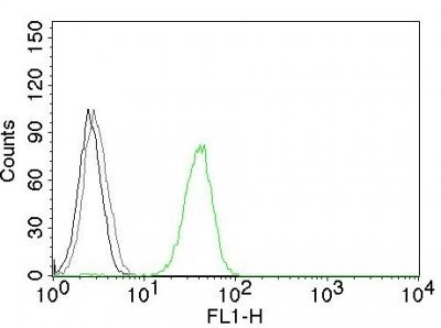 Monoclonal anti CD31 / PECAM 1 (JC/70A)
