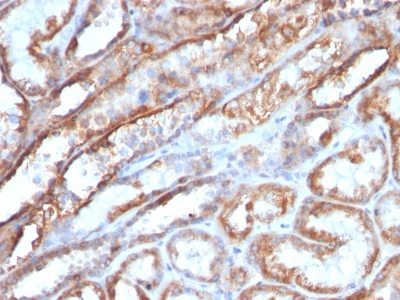 Monoclonal anti Mitochondrial Marker (MTC719)