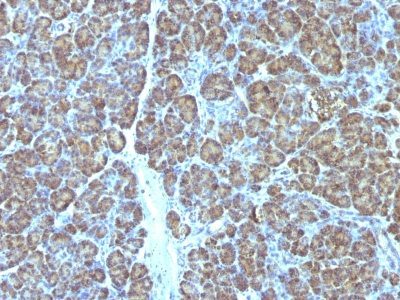 Monoclonal anti Mitochondrial Marker (MTC719)