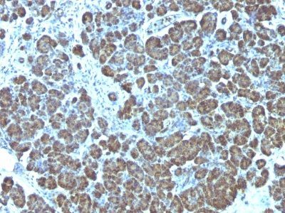 Monoclonal anti Mitochondrial Marker (113-1)