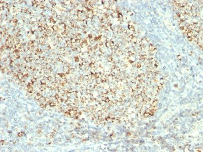 Monoclonal anti Mitochondrial Marker (MTC02)