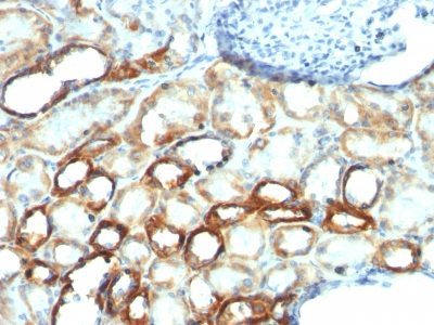 Monoclonal anti Mitochondrial Marker (MTC754)