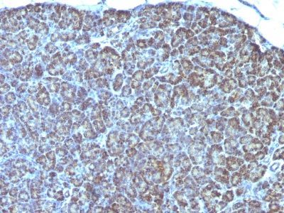 Monoclonal anti Mitochondrial Marker (MTC754)