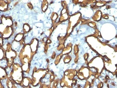 Monoclonal anti CD34 (HPCA1/763)