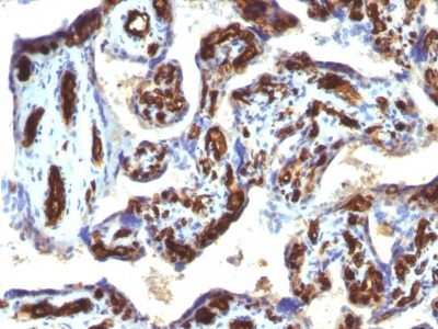 Monoclonal anti CD34 (HPCA1/763)