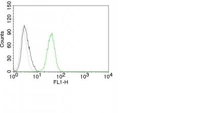 Monoclonal anti CD31 / PECAM 1 (C31.10)