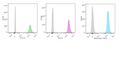 Monoclonal anti Nucleolin (NCL/902)