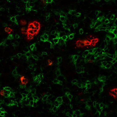 CF® Dye PNA Lectin (Arachis hypogaea) - Image 3