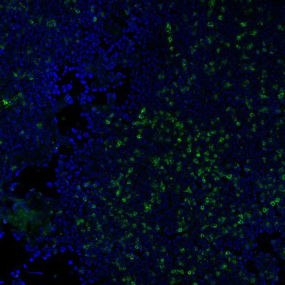 CD3e Monoclonal Mouse Antibody (RIV9)
