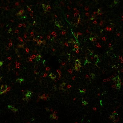 CD31 / PECAM-1 Monoclonal Mouse Antibody (C31.3 + C31.7 + C31.10) - Image 2