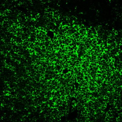 Tyramide Amplification Kit with HRP Goat Anti-Mouse and CF® Dye or Biotin Tyramide - Image 6