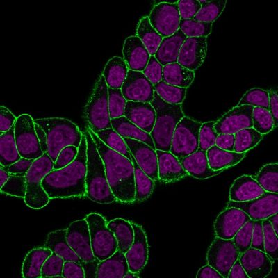 CD47 Monoclonal Mouse Antibody (B6H12.2)