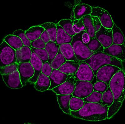 RedDot™2 Far-Red Nuclear Stain, 200X in DMSO - Image 5