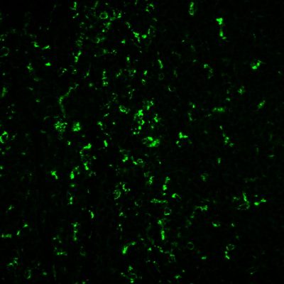 Tyramide Amplification Kit with HRP Goat Anti-Mouse and CF® Dye or Biotin Tyramide - Image 5