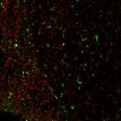 CD4 Monoclonal Mouse Antibody (EDU-2) - Image 2