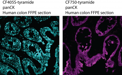 CF® Dye Tyramide - Image 4