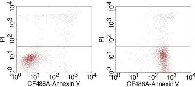 CF®488A Annexin V and PI Apoptosis Kit - Image 2