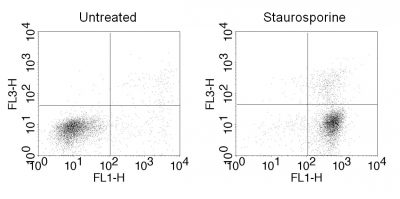 CF®488A Annexin V and 7-AAD Apoptosis Kit - Image 3