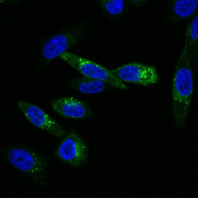 Cholera Toxin Subunit B CF® Dye Conjugates - Image 4