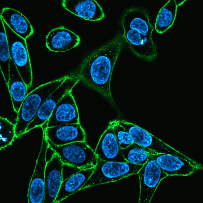 Concanavalin A (Con A) CF® Dye Conjugates - Image 3