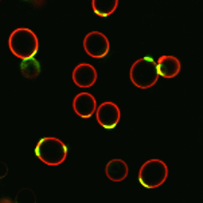 Wheat Germ Agglutinin (WGA) Conjugates - Image 4