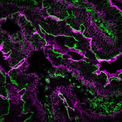 Wheat Germ Agglutinin (WGA) Conjugates - Image 9