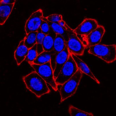 Concanavalin A (Con A) CF® Dye Conjugates - Image 5