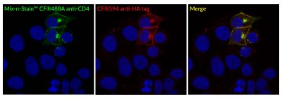 HA (Hemagglutinin Tag) Polyclonal Rabbit Antibody - Image 2