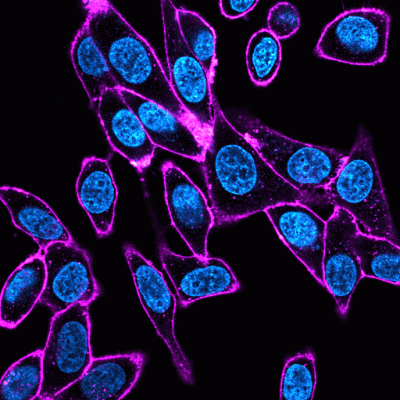 Concanavalin A (Con A) CF® Dye Conjugates - Image 4