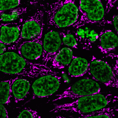 Mitochondrial Marker Monoclonal Mouse Antibody (113-1) - Image 2